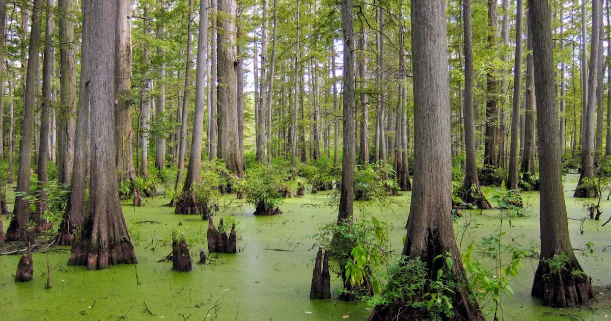 Swamp Trees